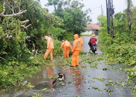 Nusabali.com - cuaca-ekstrim-pohon-bertumbangan