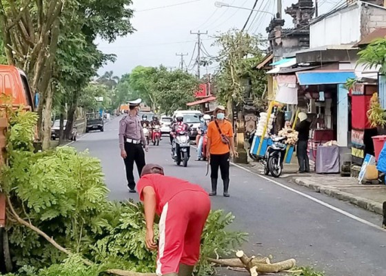 Nusabali.com - dlh-pangkas-pohon-perindang