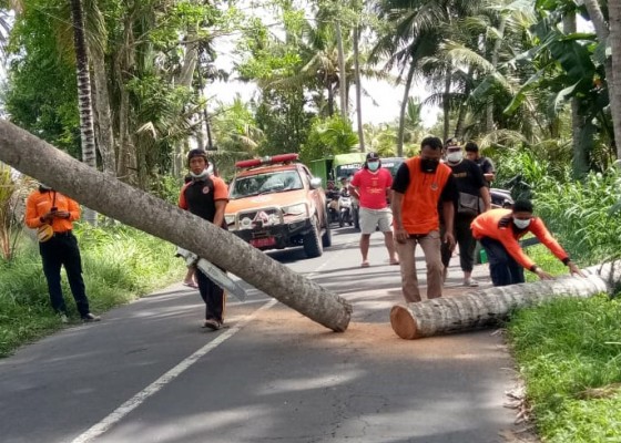 Nusabali.com - tumbang-pohon-kelapa-tutup-jalan-ke-pantai-saba