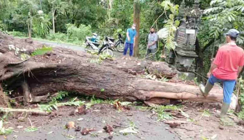 www.nusabali.com-pohon-kepuh-umur-puluhan-tahun-tumbang-tutup-jalan-desa-tajun