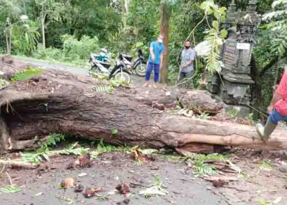 Nusabali.com - pohon-kepuh-umur-puluhan-tahun-tumbang-tutup-jalan-desa-tajun