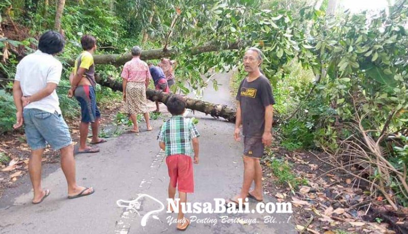 www.nusabali.com-diterjang-hujan-dan-angin-pohon-bertumbangan-ke-jalan