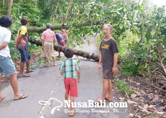 Nusabali.com - diterjang-hujan-dan-angin-pohon-bertumbangan-ke-jalan