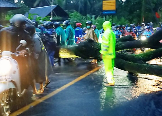 Nusabali.com - pohon-tumbang-jalur-denpasar-gilimanuk-macet