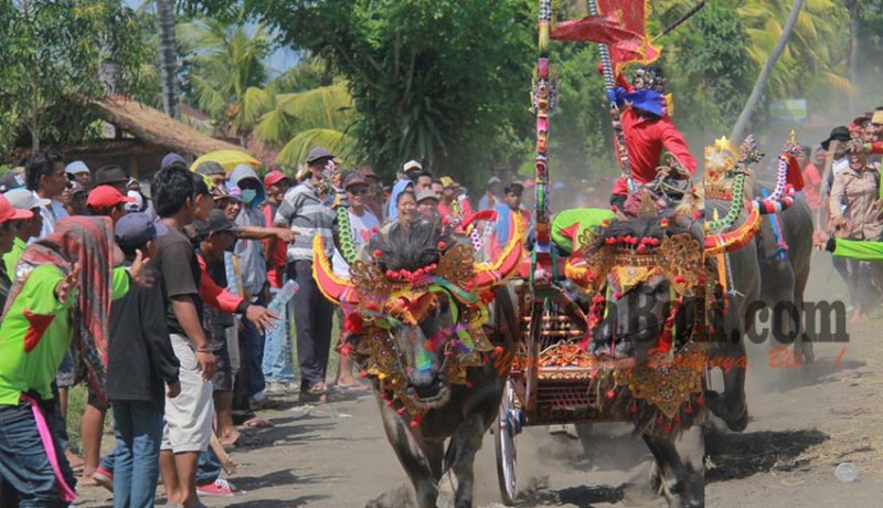 www.nusabali.com-ijogading-timur-sapu-bersih-juara-makepung-jembrana-cup-2016