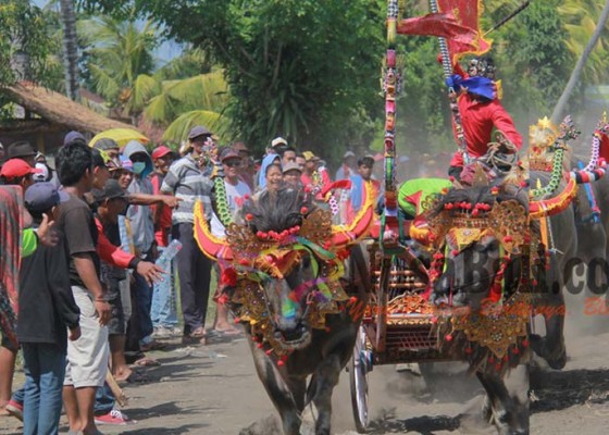 Nusabali.com - ijogading-timur-sapu-bersih-juara-makepung-jembrana-cup-2016