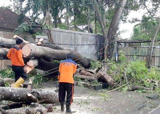 Nusabali.com - bpbd-badung-catat-18-bencana-dalam-sehari