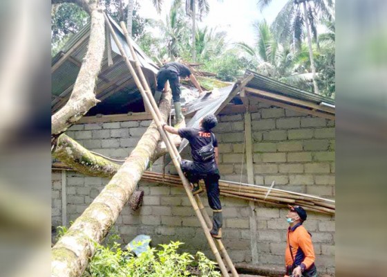 Nusabali.com - bale-bengong-tertimpa-pohon-timbul