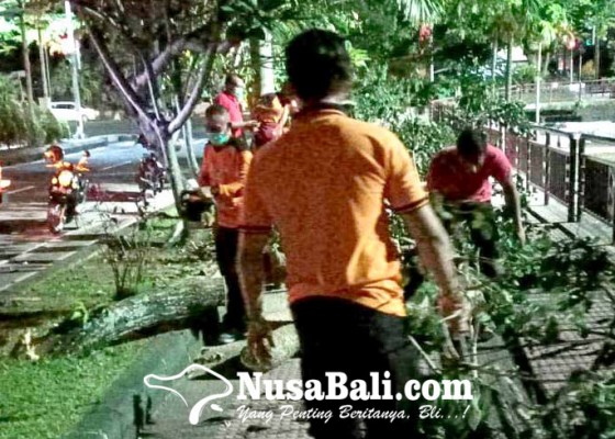 Nusabali.com - pohon-tumbang-di-taman-jogging