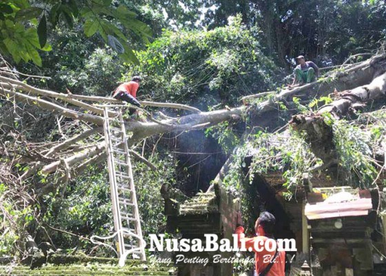 Nusabali.com - area-pura-tertimpa-pohon-tumbang