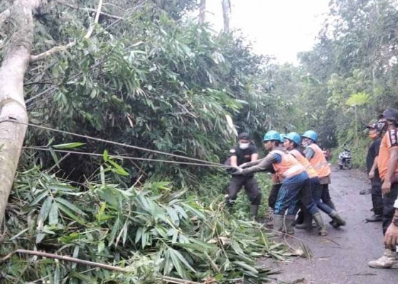 Nusabali.com - diguyur-hujan-lima-pohon-bertumbangan