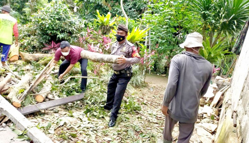 www.nusabali.com-pohon-bertumbangan-diterjang-angin