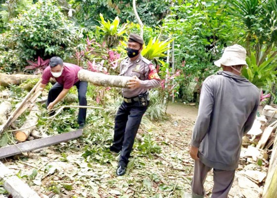 Nusabali.com - pohon-bertumbangan-diterjang-angin