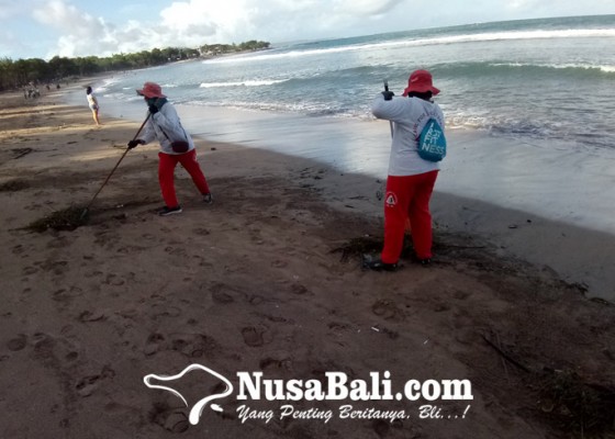 Nusabali.com - pantai-kuta-diterjang-sampah-rumput-laut