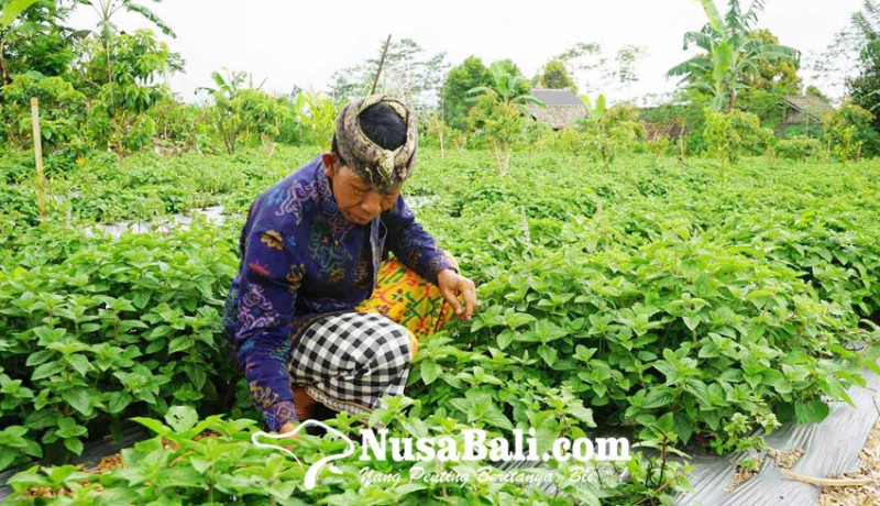 www.nusabali.com-petani-karangasem-tanam-xian-chao