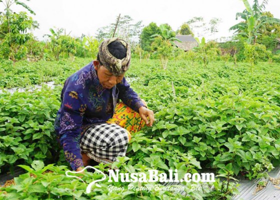 Nusabali.com - petani-karangasem-tanam-xian-chao