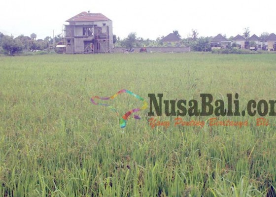 Nusabali.com - tanaman-padi-di-subak-berawah-berawantangi-terserang-gulma