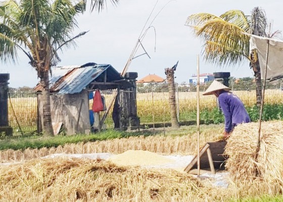 Nusabali.com - badung-panen-882789-ton-beras