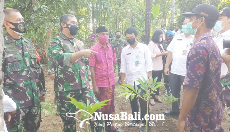 www.nusabali.com-pangdam-ixudayana-tinjau-lahan-porang-di-desa-bukti-kecamatan-kubutambahan