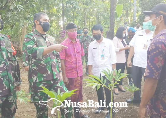 Nusabali.com - pangdam-ixudayana-tinjau-lahan-porang-di-desa-bukti-kecamatan-kubutambahan