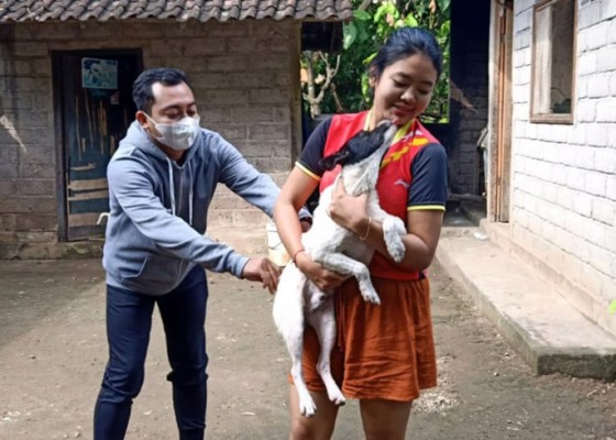 Nusabali.com - lagi-anjing-rabies-gigit-2-warga-di-pangkung-dedari