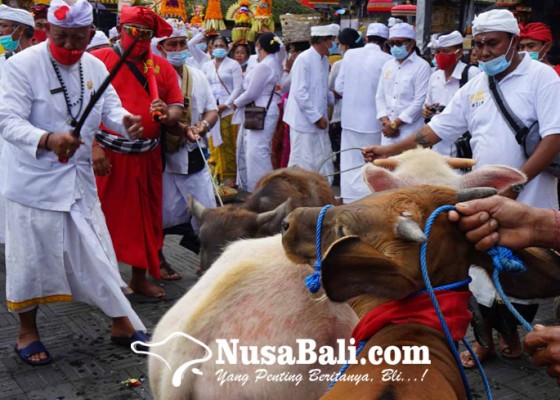 Nusabali.com - wewalungan-di-tuwek-secara-simbolis-dengan-keris-pusaka-ida-bhatara-ratu-bagus-pande