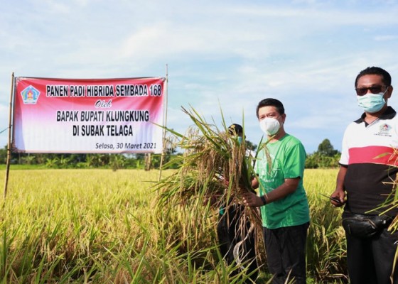 Nusabali.com - klungkung-panen-padi-hibrida-sembana-168