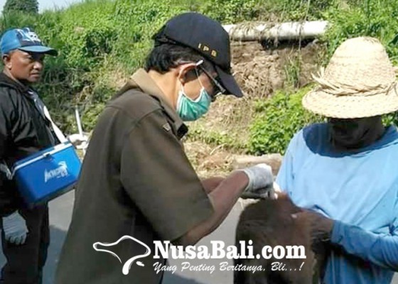 Nusabali.com - 2-desa-di-gianyar-zona-merah-rabies