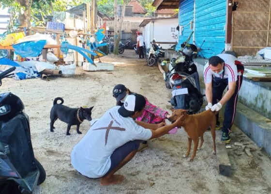 Nusabali.com - puluhan-anjing-liar-di-pantai-kuta-divaksin