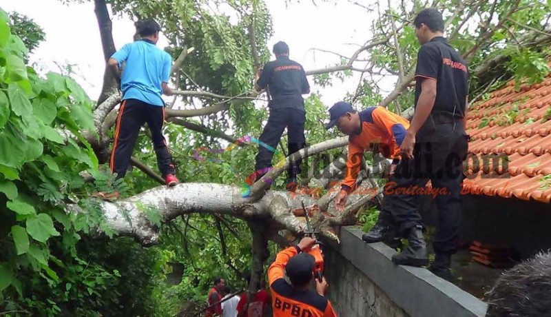 www.nusabali.com-rumah-dan-kabel-listrik-tertimpa-pohon-tumbang