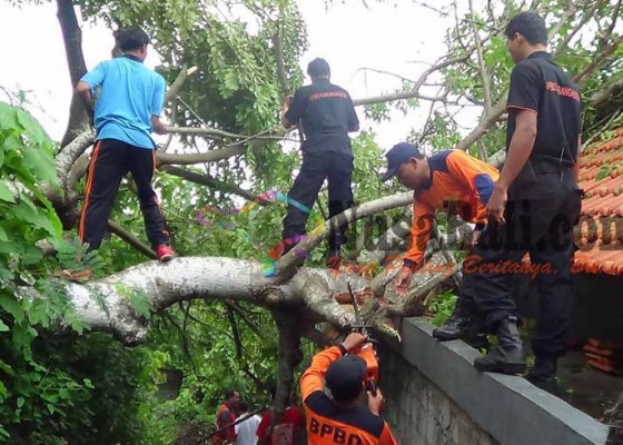 Nusabali.com - rumah-dan-kabel-listrik-tertimpa-pohon-tumbang