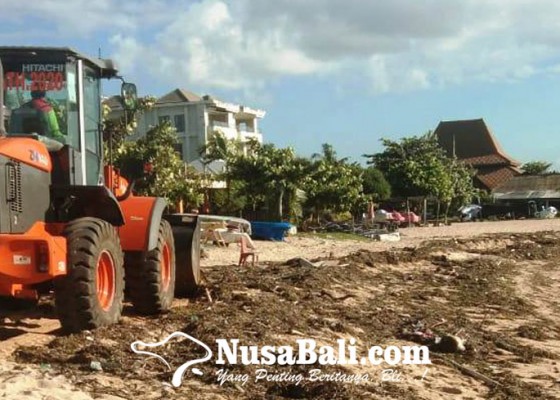 Nusabali.com - sampah-rumput-laut-kotori-pantai-tanjung-benoa