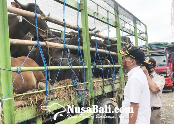 Nusabali.com - 36600-sapi-bali-siap-dikirim