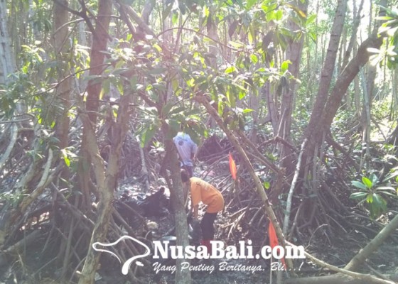 Nusabali.com - hutan-mangrove-dipenuhi-sampah-kiriman-dari-hulu