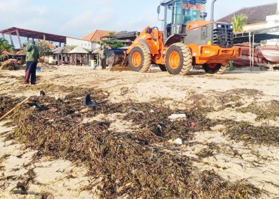 Nusabali.com - sampah-rumput-laut-menumpuk-di-pesisir-timur