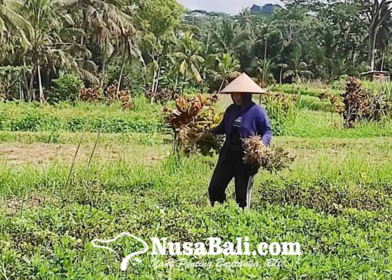 Nusabali.com - petani-subak-badung-tak-bisa-tanam-padi