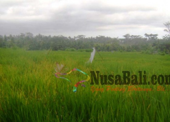 Nusabali.com - puluhan-hektare-padi-di-subak-bekutel-terserang-sakit-kuning