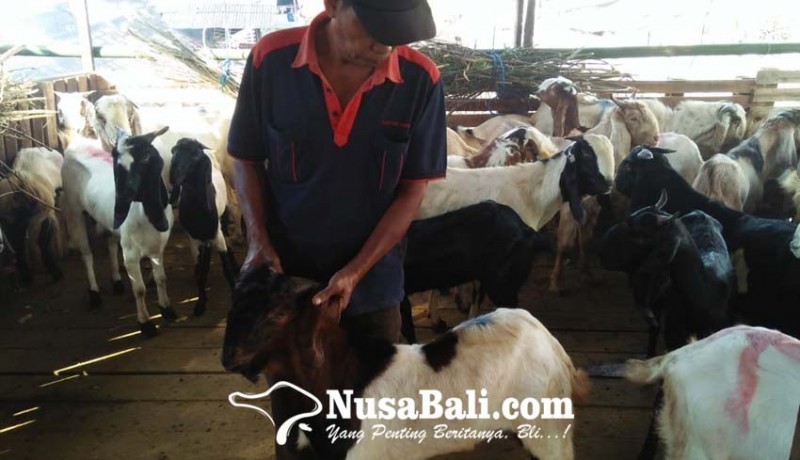 www.nusabali.com-ppkm-darurat-pedagang-hewan-kurban-kampung-jawa-layani-online-pilih-kambing-via-video-call