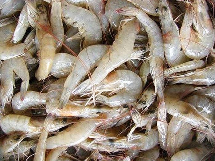 Udang Kecil Senggol Bali