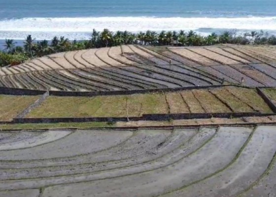 Nusabali.com - dijual-tanah-lokasi-pantai-pasut-tabanan-bali-beach-front