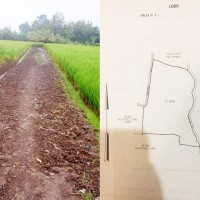 Nusabali.com - dijual-tanah-sawah-lokasi-desa-priuk-wanasari-tabanan